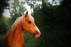 Haflinger Portrait