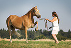 Frau und Haflinger