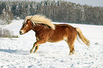 galoppierender Haflinger