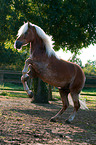 steigender Haflinger