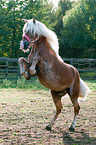 steigender Haflinger