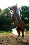 steigender Haflinger