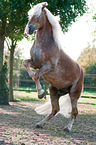 steigender Haflinger