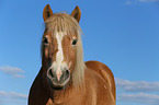 Haflinger Portrait