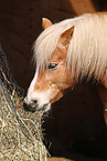 fressender Haflinger