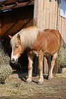 fressender Haflinger