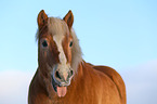 Haflinger Portrait