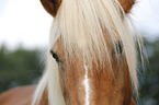 Haflinger Augen