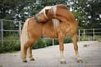 Haflinger