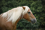 Haflinger Portrait