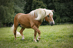 trabender Haflinger