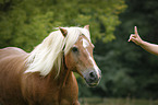 Haflinger Portrait