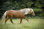 trabender Haflinger