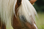 Haflinger