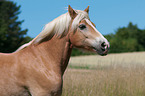 Haflinger Portrait