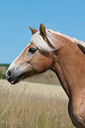 Haflinger Portrait