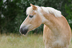 Haflinger Portrait