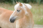 Haflinger Portrait