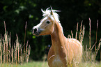 Haflinger Portrait