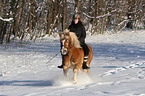 Frau reitet Haflinger