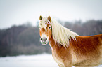 Haflinger im Schnee