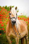 Haflinger Portrait