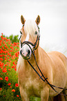 Haflinger Portrait