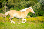 galoppierender Haflinger