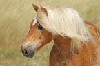 Haflinger Portrait