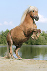 steigender Haflinger