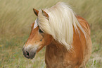 Haflinger Portrait