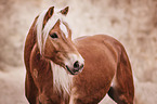 Haflinger Portrait