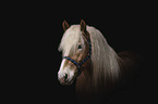 Haflinger Portrait