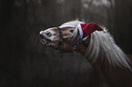 Haflinger Portrait