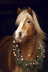 Haflinger Portrait