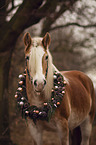 stehender Haflinger