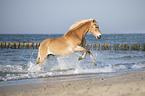 galoppierender Haflinger