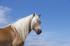 Haflinger Portrait