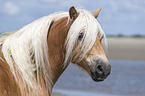 Haflinger Portrait