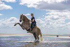 Frau reitet Haflinger