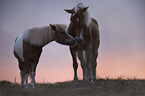 Haflinger mit Pony