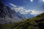 Haflinger auf der Alm