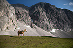 Haflinger auf der Alm