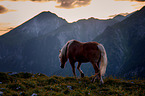 Haflinger auf der Alm