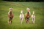 trabende Haflinger