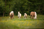 Haflinger auf der Wiese