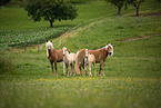 stehende Haflinger
