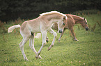 2 Haflinger Fohlen