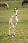 trabendes Haflinger Fohlen