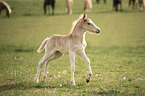 trabendes Haflinger Fohlen
